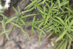 Waxy thoroughwort